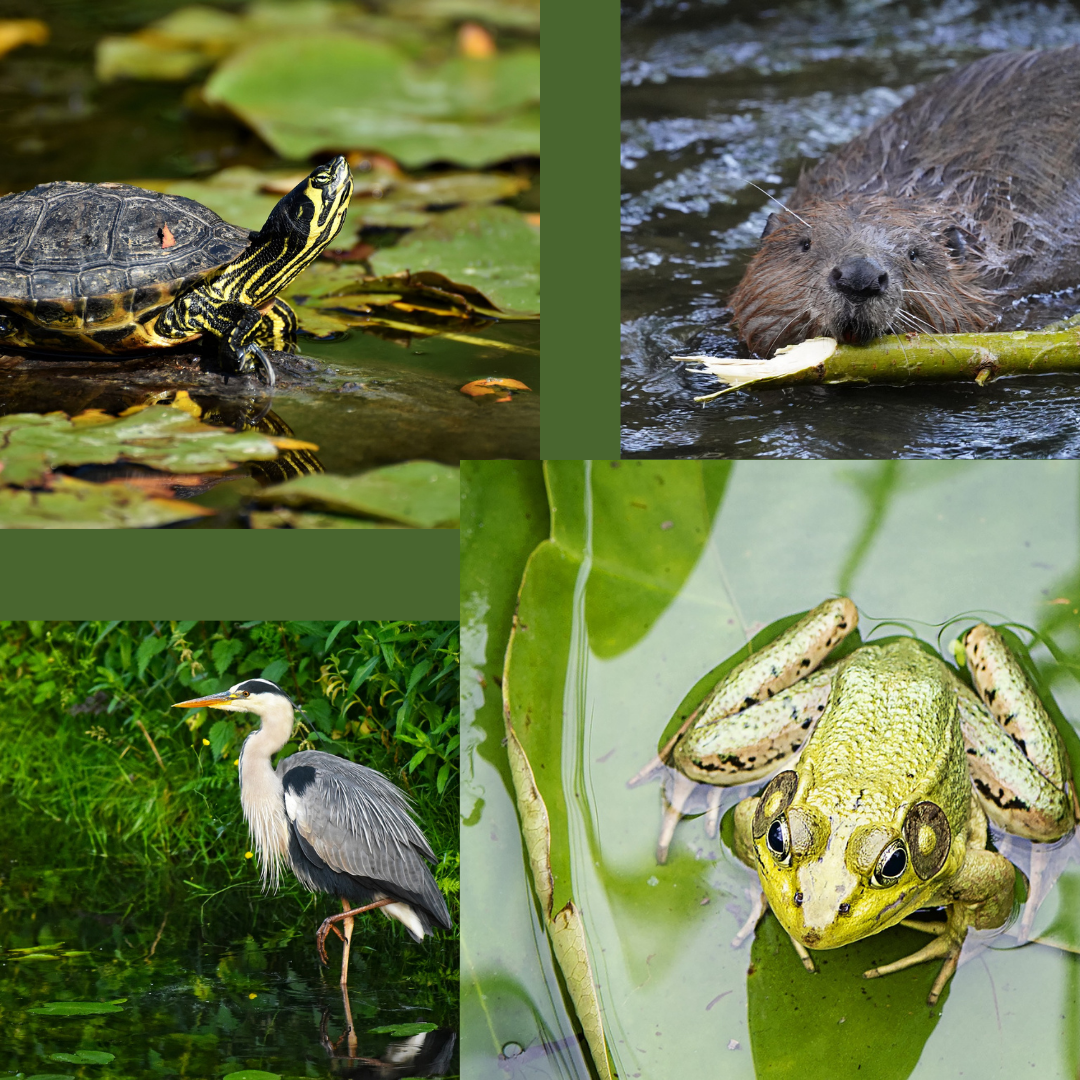 Four aquatic animals: turtle in lily pads, beaver swimming in water and holding a stick, heron standing in water, and frog on a lily pad.