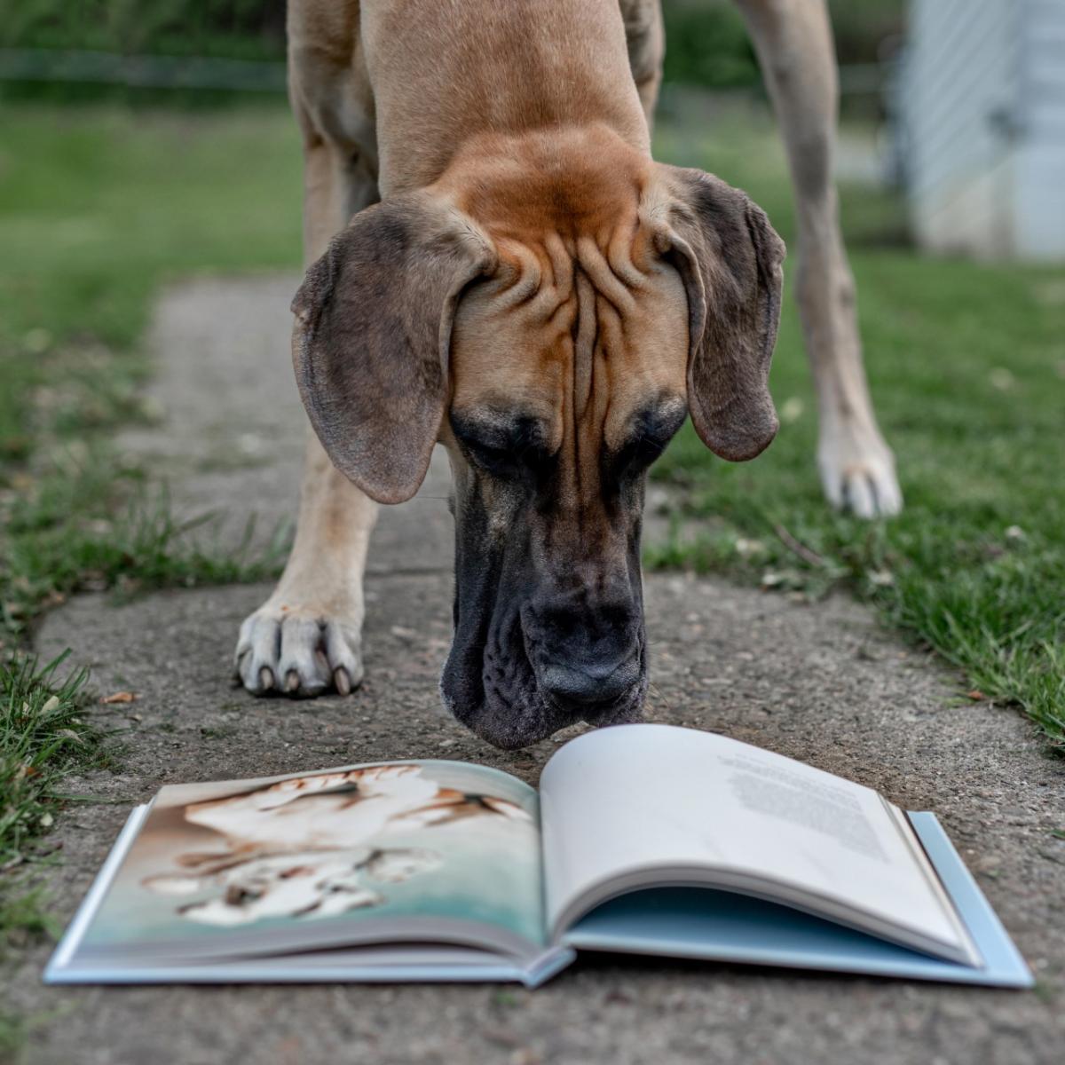 Grey the Great Dane is looking down at an open book on a sidewalk