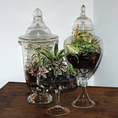 Terrarium