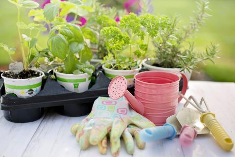 Several herbs are in small pots ready for planting. Garden gloves and tools are along side them.