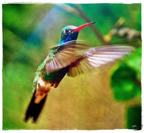 hummingbird