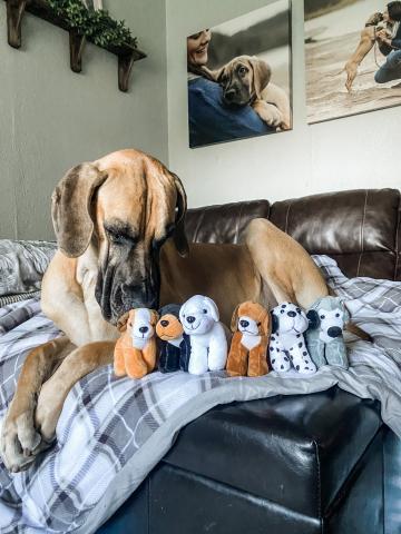 Grey the Great Dane lays on a bed with several stuffed animal puppies.