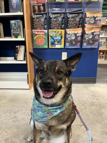 Mishka is a tan and brown furred elk hound mix wearing a teal scarf. She's sitting in front of the magazines at the library.