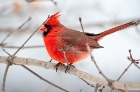 A cardinal on a snowy branch.