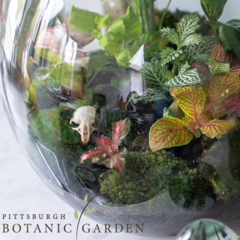 Pittsburgh Botanic Garden Terrarium