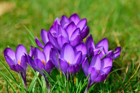 purple crocus flowers