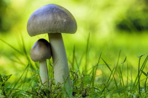 2 mushrooms grow in the green grass