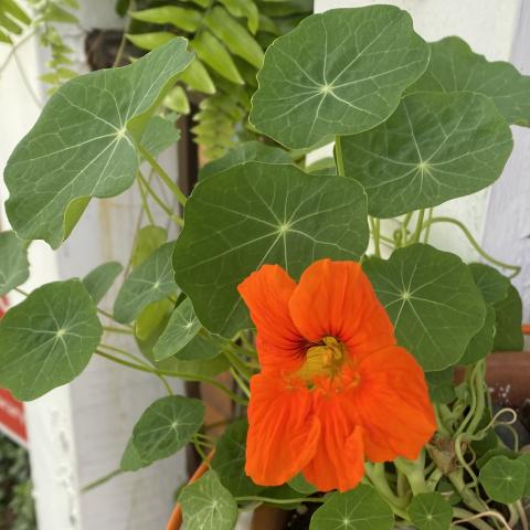 A photograph an orange nasturtium 