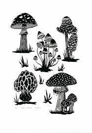 an image featuring a variety of mushroom down in black and white