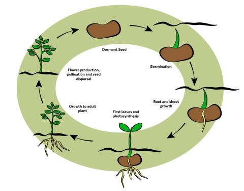diagram showing the life cycle of a plant