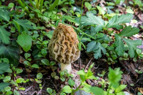 Photo of a morel mushroom