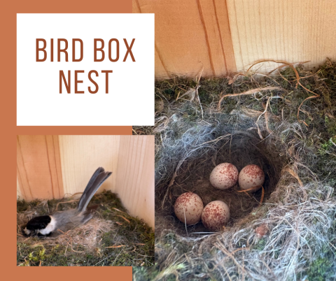 Photos of bird on a nest and speckled brown eggs in a nest.