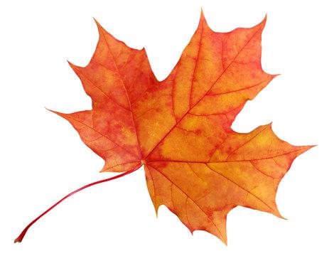 A leaf showing fall colors of orange and red.