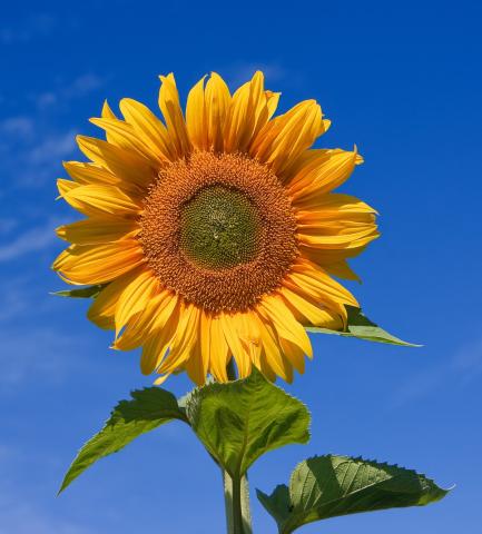 A yellow sunflower stands against a blue sky.