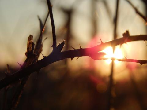 branch with sun
