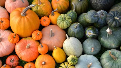 A photograph of pumpkins in various orange and green hues.