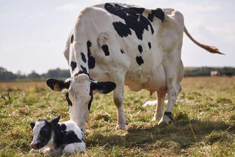 A mother black and white cow nudges her half who sits in front of her in the field.
