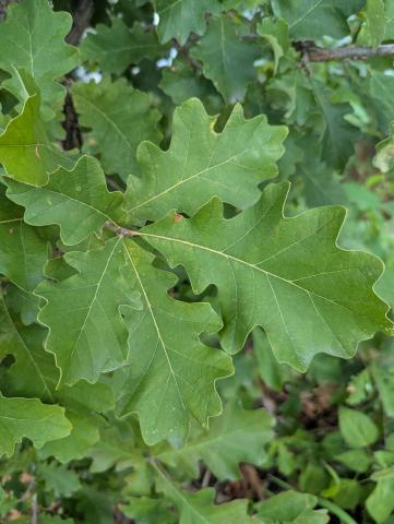 Close up of green oak leaves