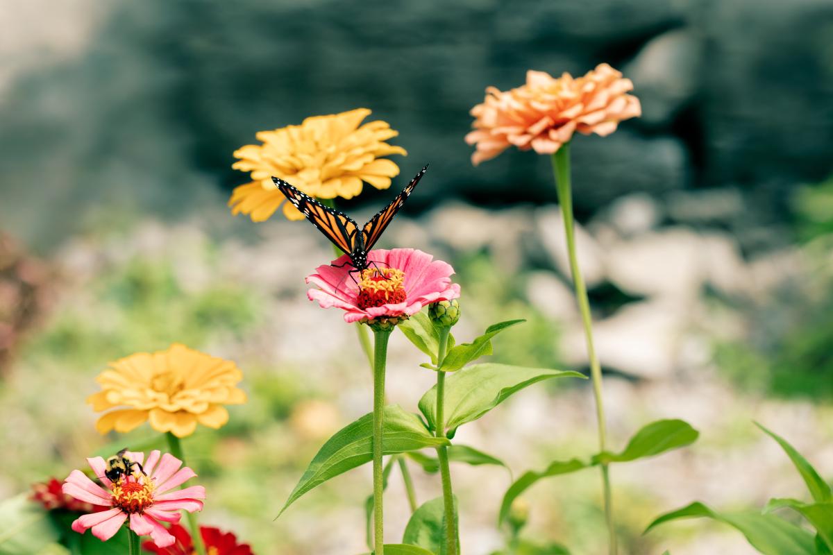 Bees and Butterflies on Flowers