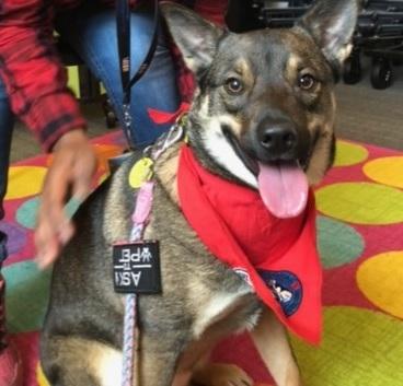 Mishka is a tan and brown dog with her tongue hanging out, wearing a red scarf.