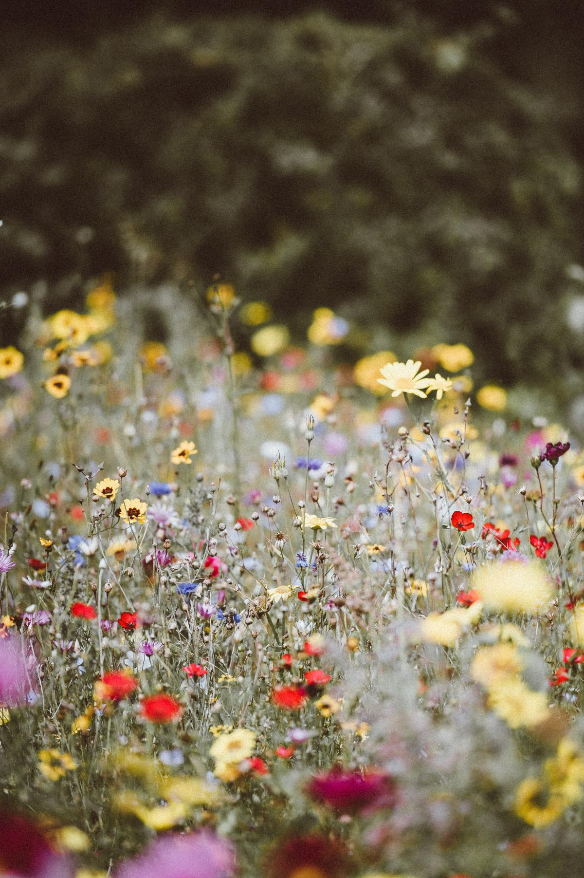 wildflowers