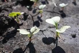 Green shoots growing out of ground