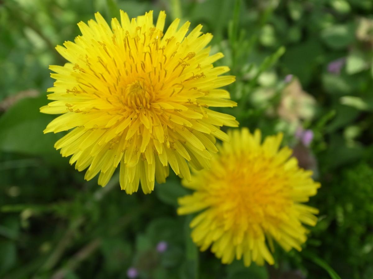 Dandelions