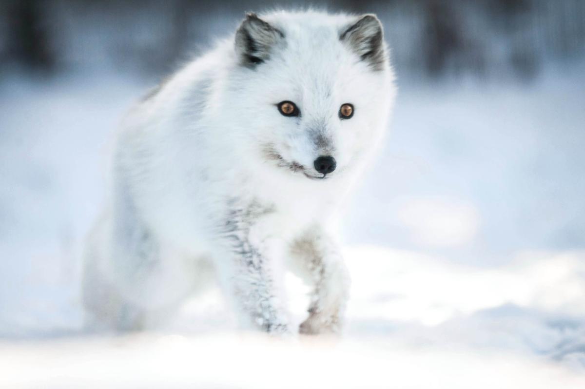 arctic fox