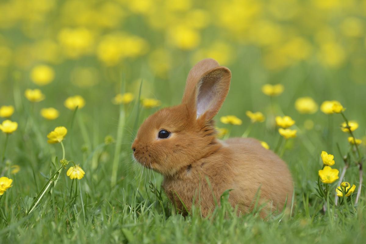 a baby bunny sits in the grass