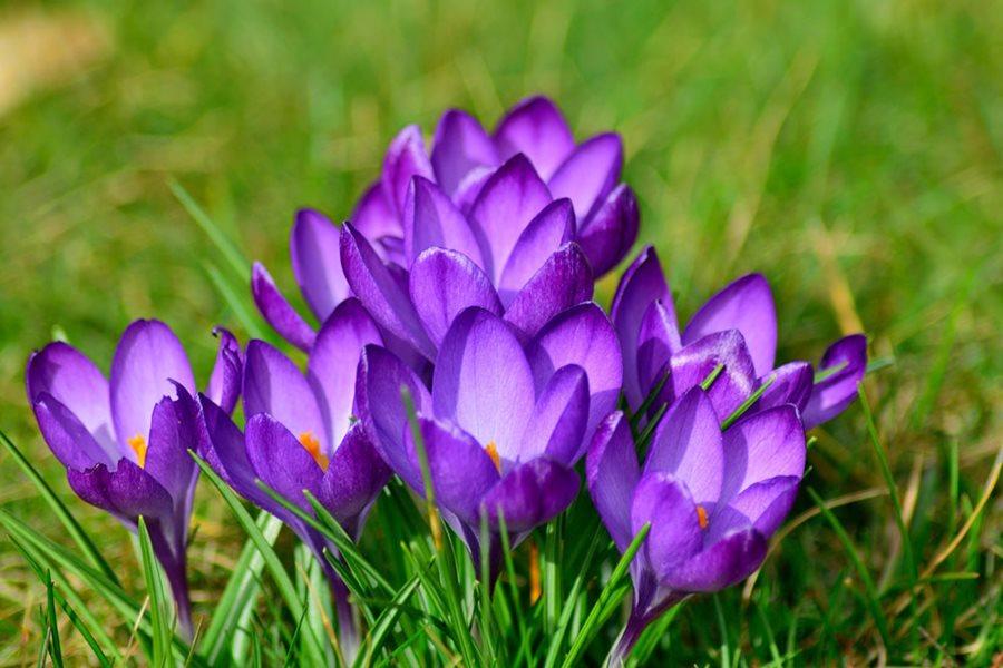 purple crocus flowers