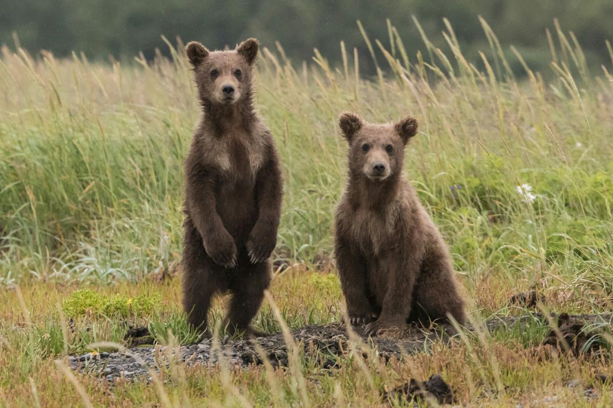 baby bears