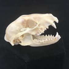 Photo of raccoon skull