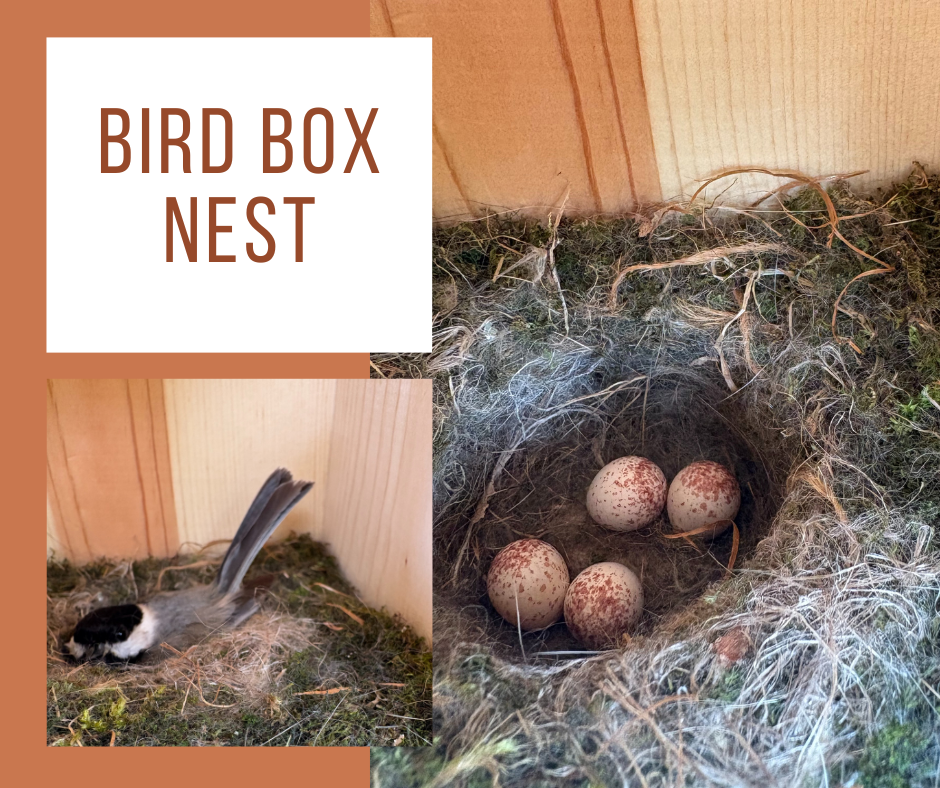 Photos of bird on a nest and speckled brown eggs in a nest.