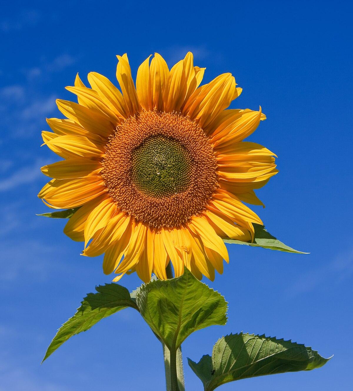 A yellow sunflower stands against a blue sky.