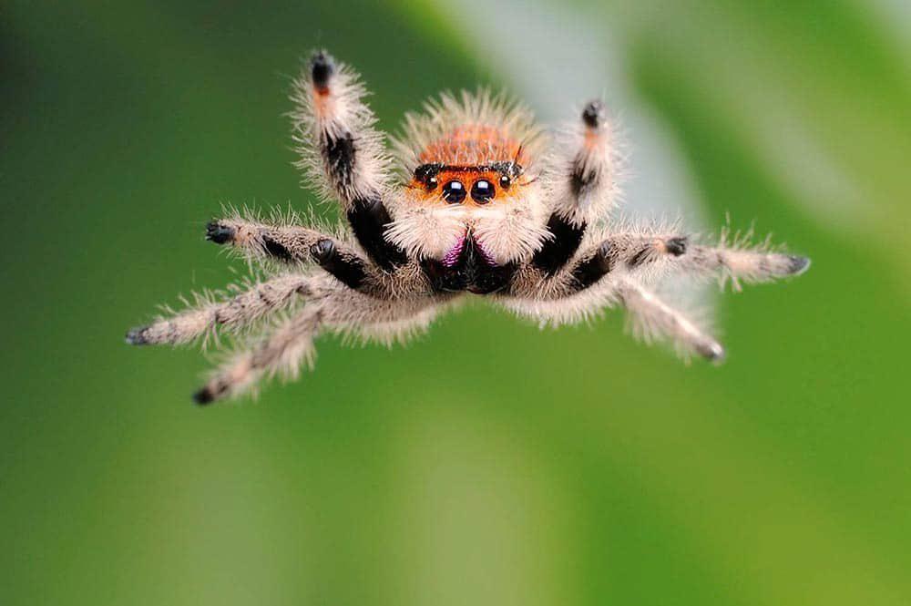 A color phot of a jumping spider mid jump!