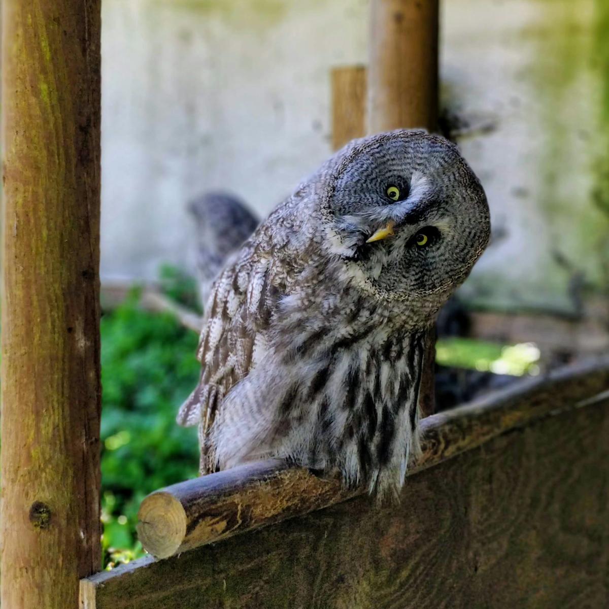 Curious Owl