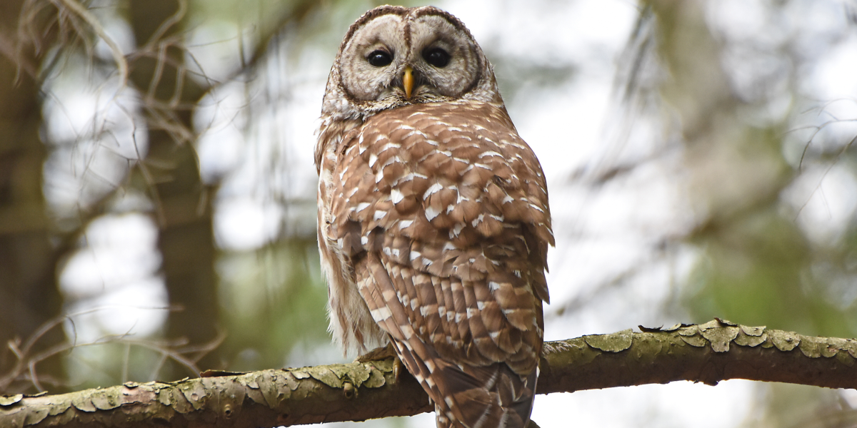 Photo of an owl in a tree