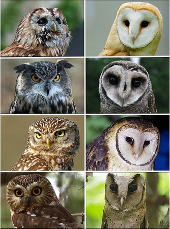 A photo shows 8 different types of owls.