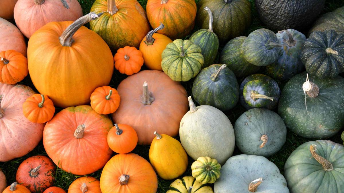 A photograph of pumpkins in various orange and green hues.