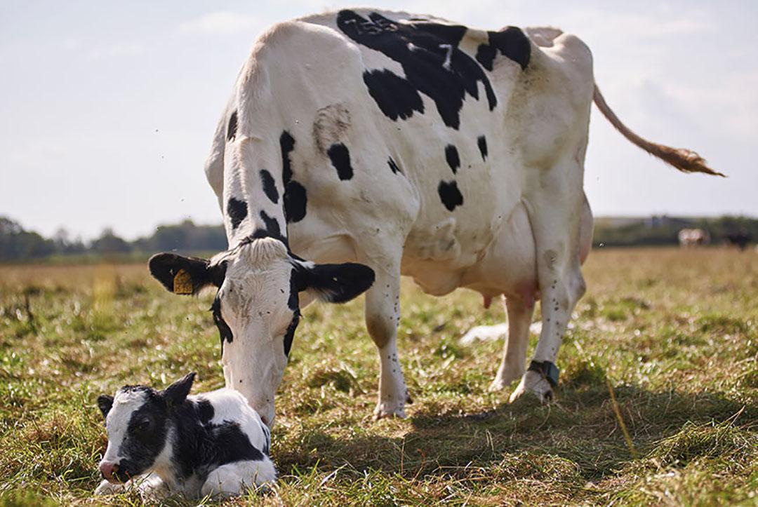 A mother black and white cow nudges her half who sits in front of her in the field.