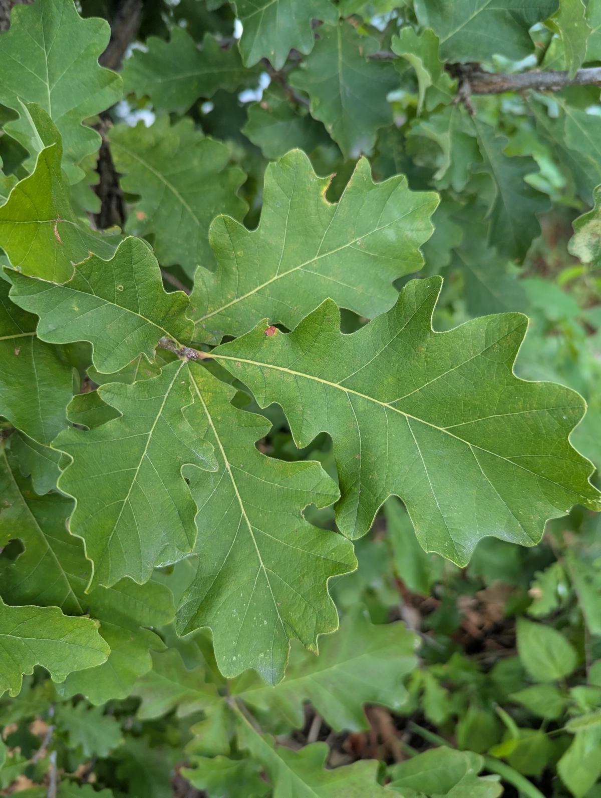 Close up of green oak leaves